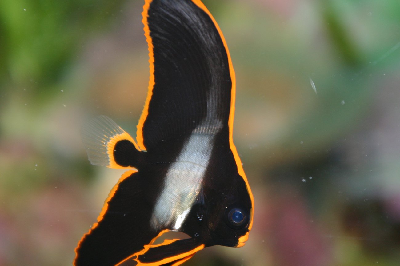 Platax Pinnatus-Long Finned Batfish