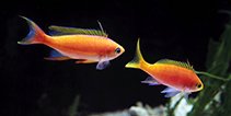 Pseudanthias Pulcherrimus (Threadfin Goldie)