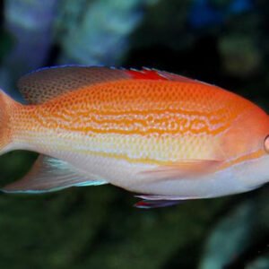 Pseudanthias Luzonensis (Luzon Basslet)