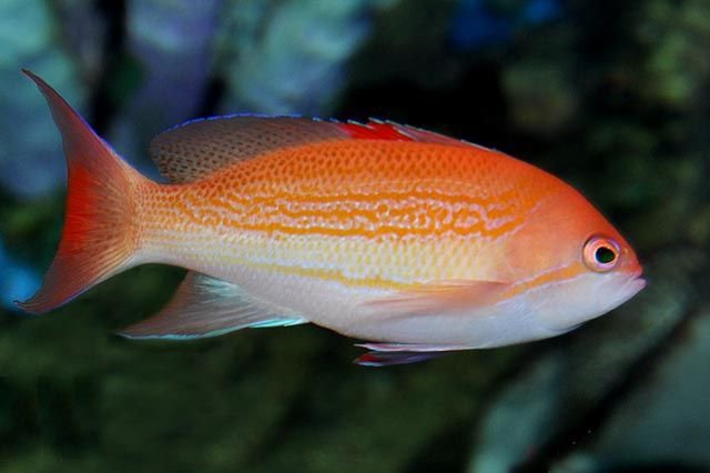 Pseudanthias Luzonensis (Luzon Basslet)