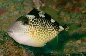 Starry Triggerfish (Abalistes Stellatus)