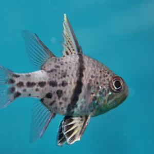 Sphaeramia Orbicularis (Orbiculate Cardinalfish)