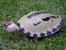 Painted Terrapin (White Black Head)